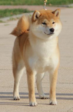 picture of dog