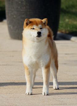 picture of dog