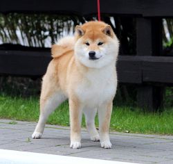 picture of dog