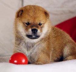 picture of dog
