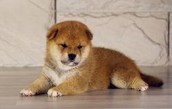 picture of dog