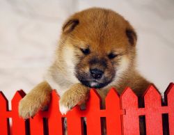picture of dog