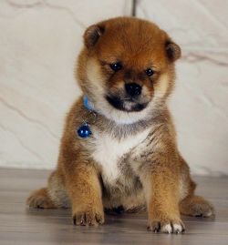 picture of dog