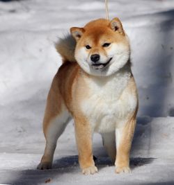 picture of dog