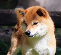 picture of dog