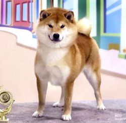 picture of dog