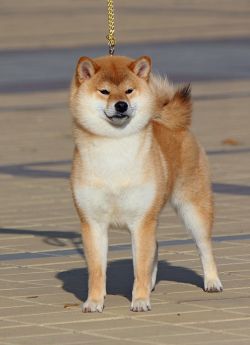 picture of dog