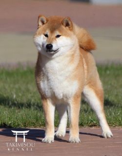 picture of dog