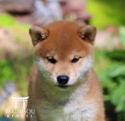 picture of dog