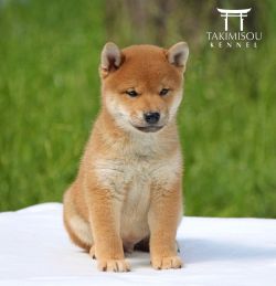 picture of dog