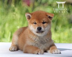 picture of dog