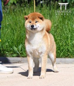 picture of dog