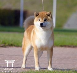 picture of dog