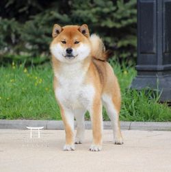 picture of dog