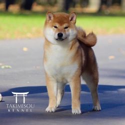 picture of dog