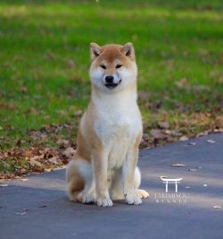 picture of dog
