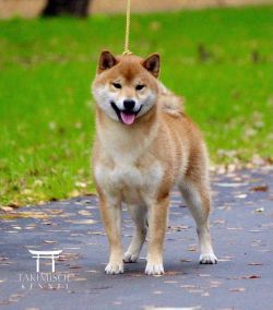 picture of dog