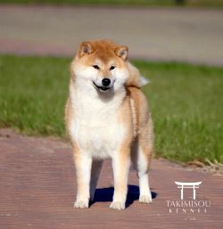 picture of dog
