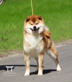 picture of dog