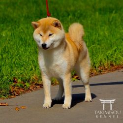 picture of dog