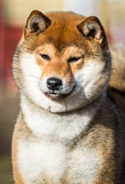 picture of dog