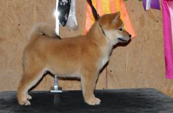 picture of dog