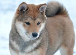 picture of dog