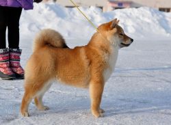 picture of dog