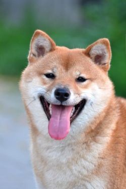 picture of dog