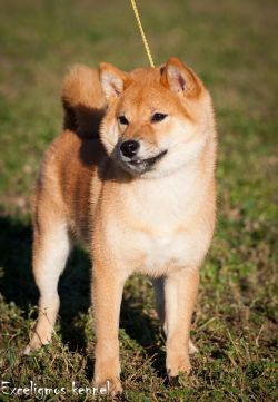 picture of dog