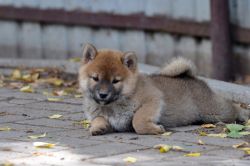 picture of dog