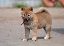 picture of dog