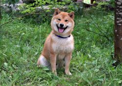 picture of dog