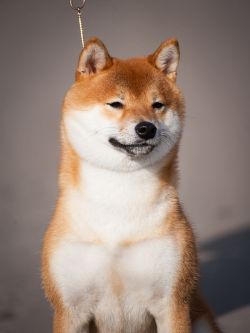 picture of dog