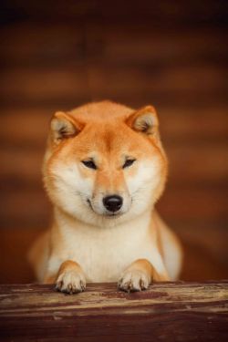 picture of dog