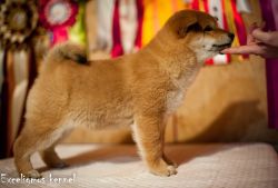 picture of dog