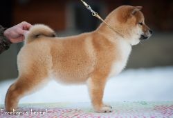 picture of dog