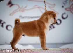 picture of dog