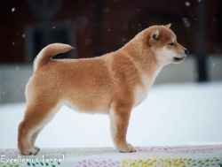 picture of dog