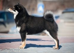 picture of dog