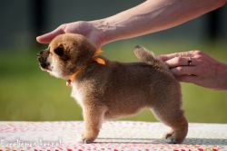 picture of dog