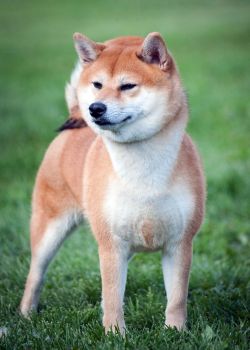 picture of dog