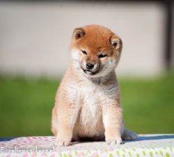 picture of dog