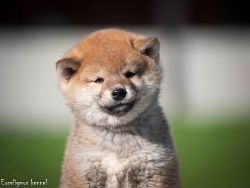 picture of dog