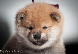 picture of dog