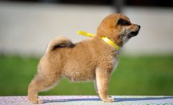 picture of dog