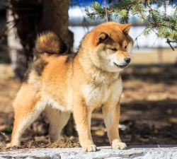 picture of dog