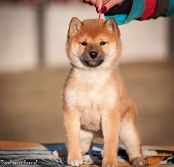 picture of dog