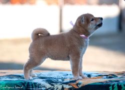 picture of dog