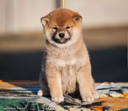 picture of dog